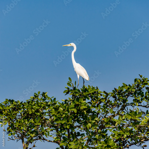 White Great egret, Ardea alba, Bird on the top of a tree in Bangladesh Sundarbans