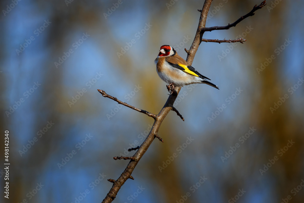 The European goldfinch or simply the goldfinch - Carduelis carduelis - is a small passerine bird in the finch family The European goldfinch or simply the goldfinch - Carduelis carduelis - is a small passerine bird in the finch family