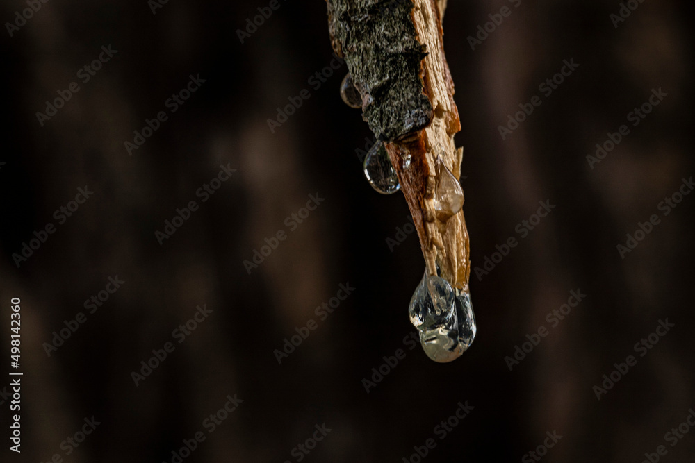 Branch with resin Macro