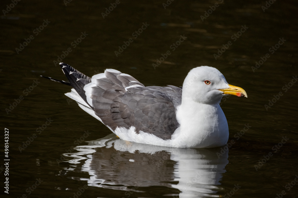 Gull on the water Gull on the water