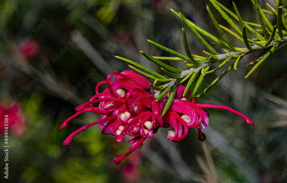 Grevillea flower close up macro Grevillea flower close up macro