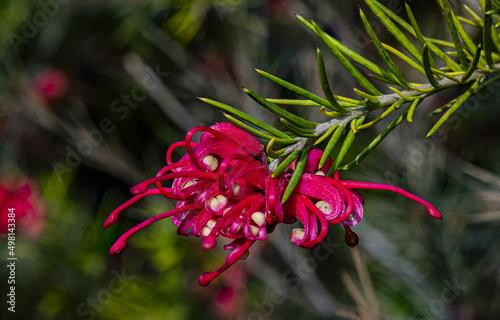 Grevillea flower close up macro