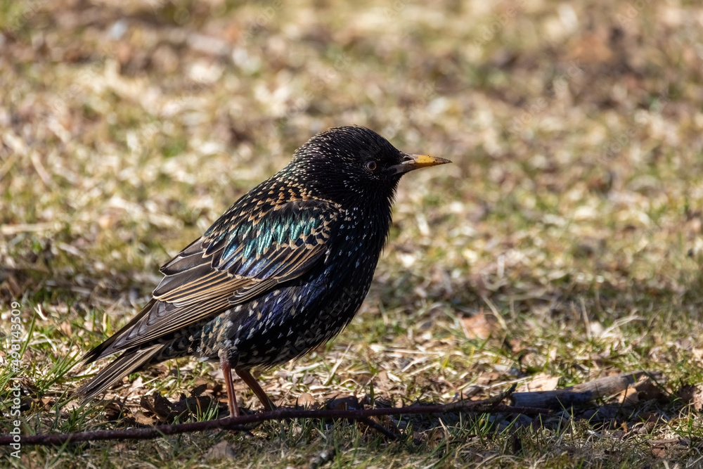 Common starling on the grass in spring. Common starling on the grass in spring.