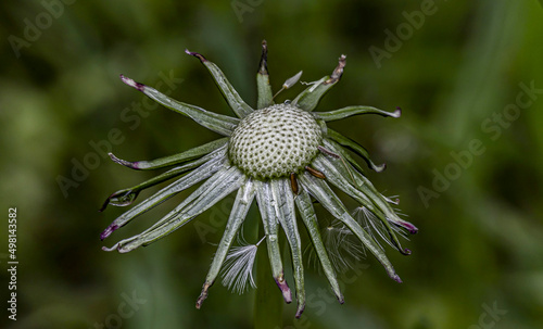 Dandelion flower close up macro