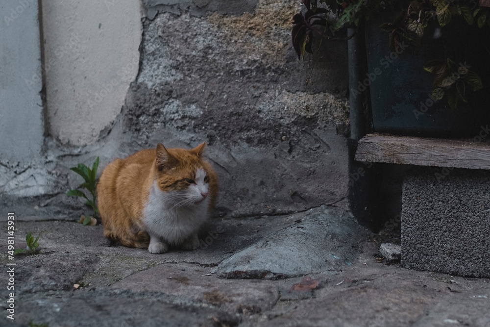 A red stray cat near on the street.