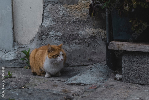 A red stray cat near on the street. © De Visu