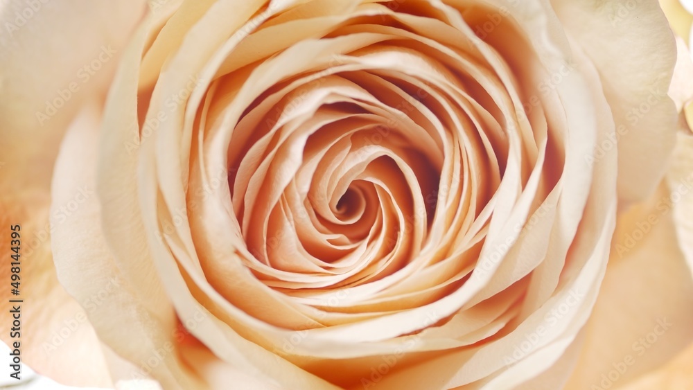 Beige rose on white background | Beauty cosmetics with rose oil commercial Beige rose on white background | Beauty cosmetics with rose oil commercial
