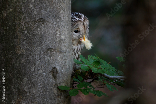 Принти на полотні The Ural owl - Strix uralensis - is a large nocturnal owl