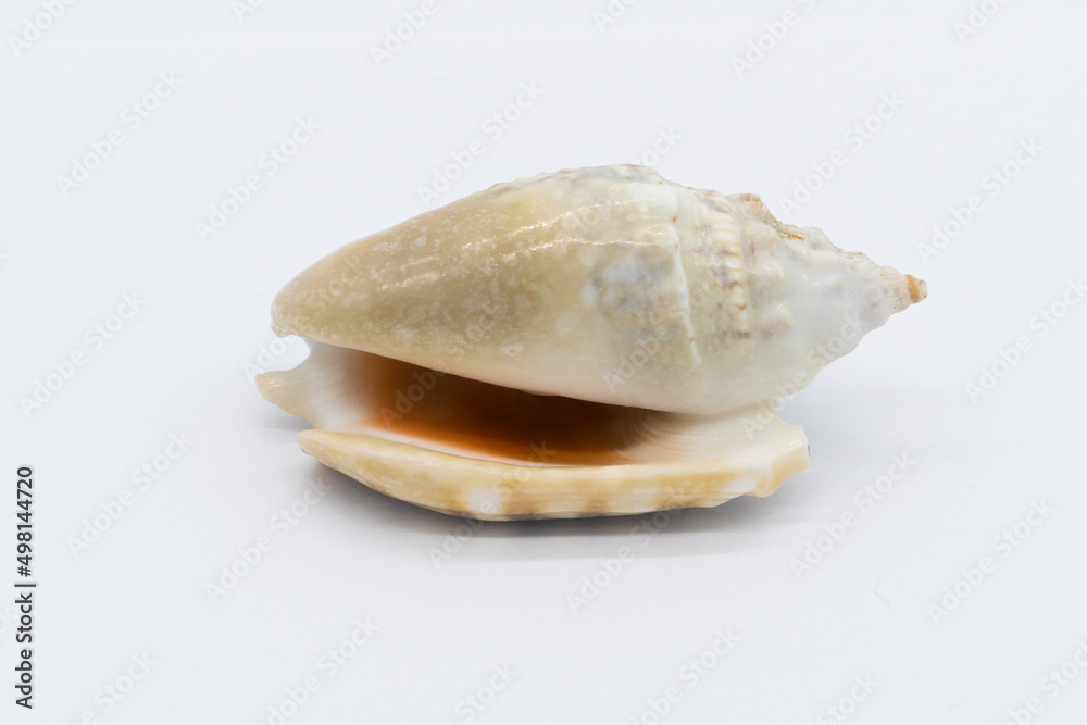 Close-up view of a sea shell on a white background