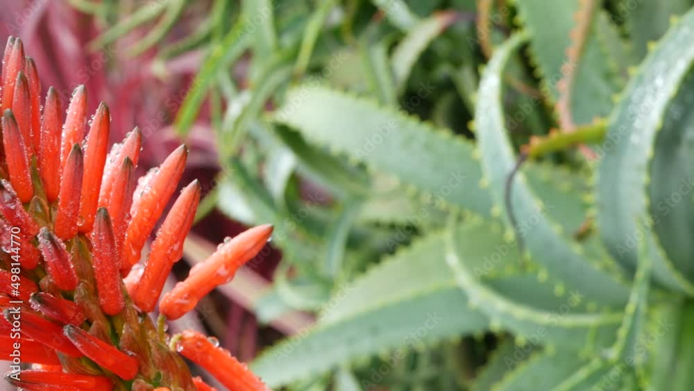 Red aloe flower in dew or rain drops, fresh juicy wet plant leaves in raindrops or droplets. California succulent flora in spring morning garden. Bloom, tropical blossom or inflorescence of aloe vera. Red aloe flower in dew or rain drops, fresh juicy wet plant leaves in raindrops or droplets. California succulent flora in spring morning garden. Bloom, tropical blossom or inflorescence of aloe vera.