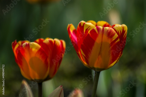 red yellow tulip