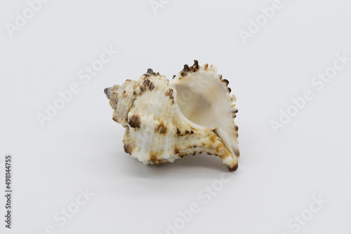 Close-up view of a sea shell on a white background