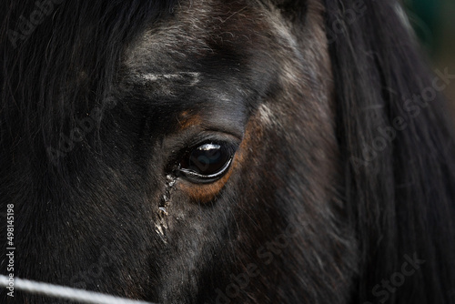 portrait of icelandic horse, closeup of eyes