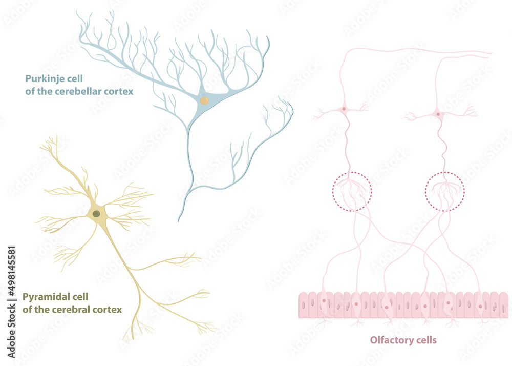 Póster Types of neurons: pyramidal cell from the cerebral cortex ...