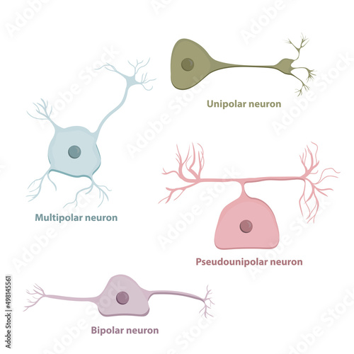 Basic neurons types: unipolar, bipolar, multipolar, pseudounipolar. Neuron types based on the number and placement of axons photo