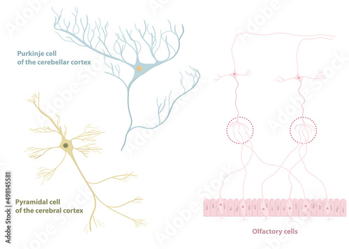 Types of neurons: pyramidal cell from the cerebral cortex, Purkinje cell from the cerebral cortex, olfactory cells from the olfactory epithelium and olfactory bulb photo