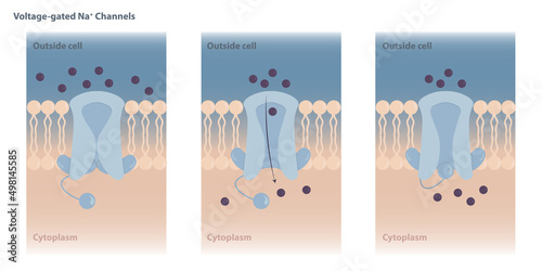 Neuronal charged membranes. Voltage-gated ion channels are closed at the resting potential and open in response to changes in membrane voltage.