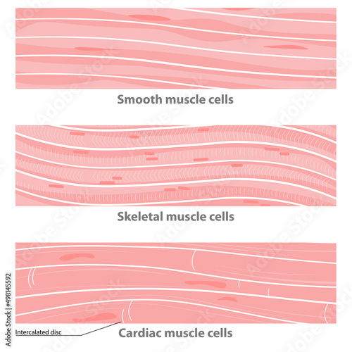Fototapeta Types of muscle tissue structure: cardiac, smooth, sceletal