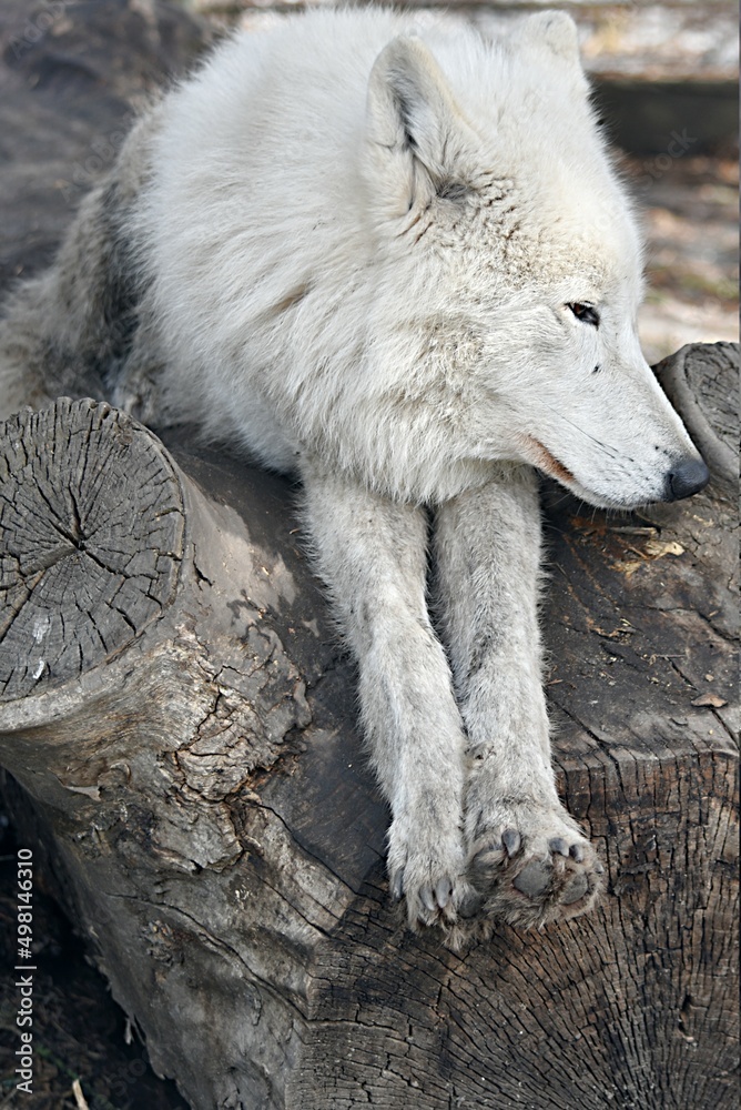 polar wolf dozing with its paws folded in the zoo