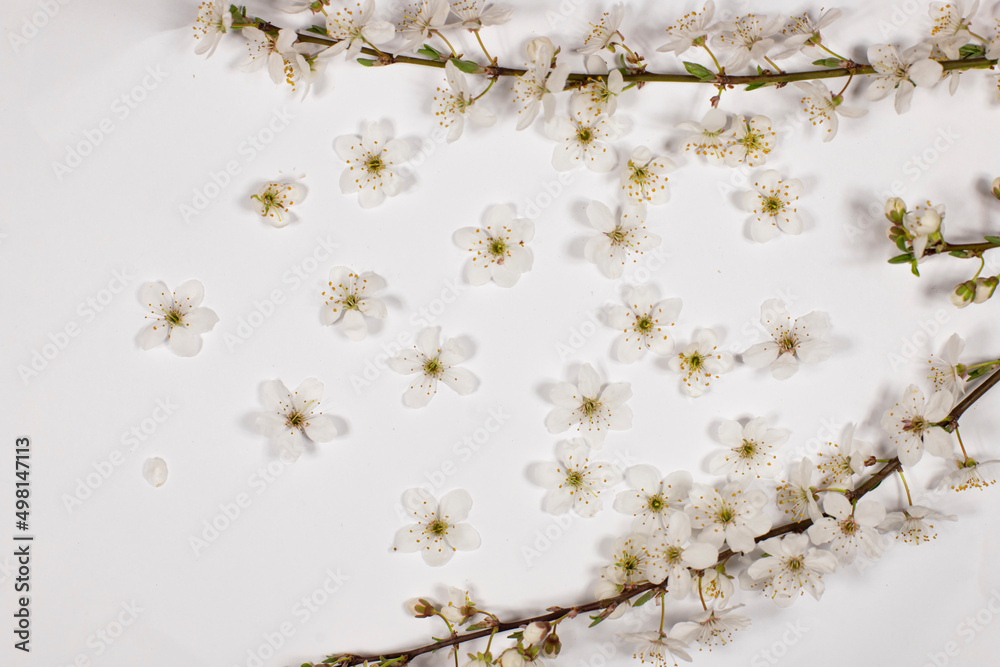 white cherry blossom white background white cherry blossom white background