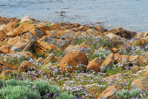 Australia- Rocks and Wildflowers Along the West Coast photo