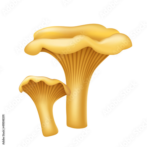 3d chanterelle yellow forest mushroom. Realistic fungi. Natural food ingredient element