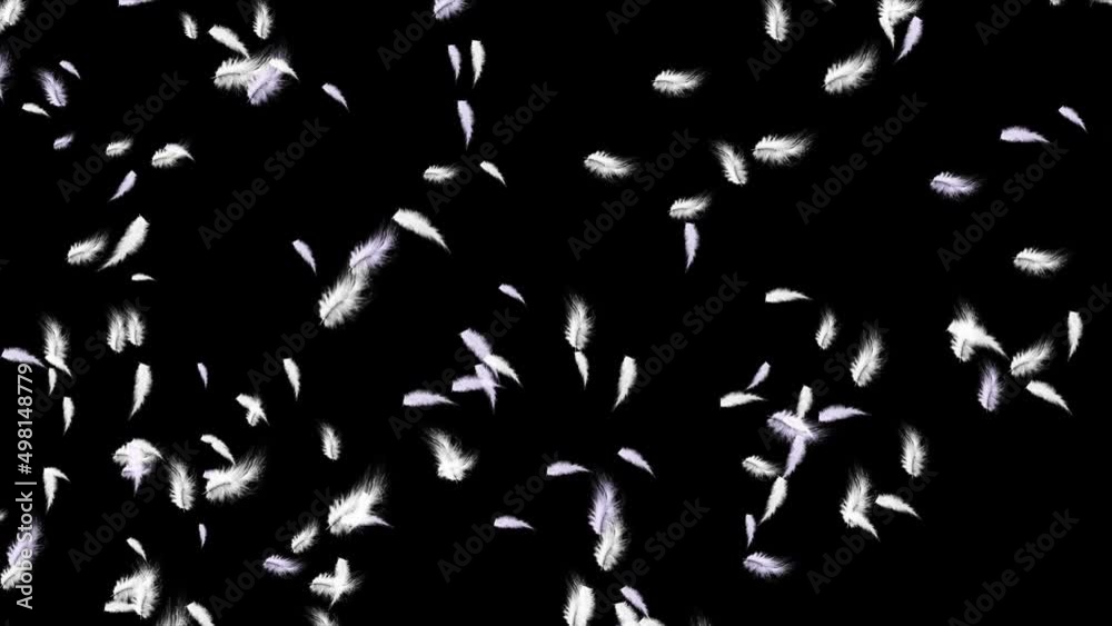 Realistic Fast thrown and slow falling white feathers Loop Animation Backgrounds. for promo, happy holidays greetings, seasonal greetings, special occasions, birthday party, wedding Realistic Fast thrown and slow falling white feathers Loop Animation Backgrounds. for promo, happy holidays greetings, seasonal greetings, special occasions, birthday party, wedding
