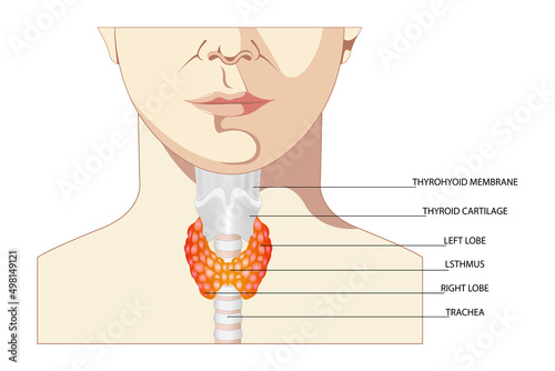 Front view of the thyroid gland and trachea on a white background. Human body organs anatomy icon with description. Thyroid diagram sign. Medical concept. Isolated vector illustration