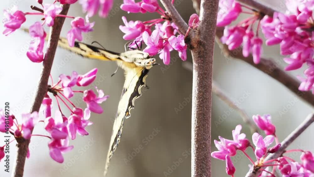 Sunny view of the Eastern tiger swallowtail eating the eastern redbud