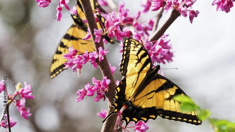 Sunny view of the Eastern tiger swallowtail eating the eastern redbud