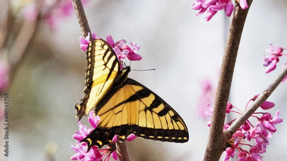 Sunny view of the Eastern tiger swallowtail eating the eastern redbud