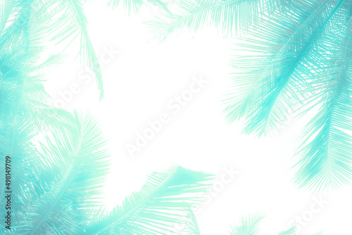 coconut palm leaves on a white background. Toned blue-green tropical background  template  layout. Travel and tourism