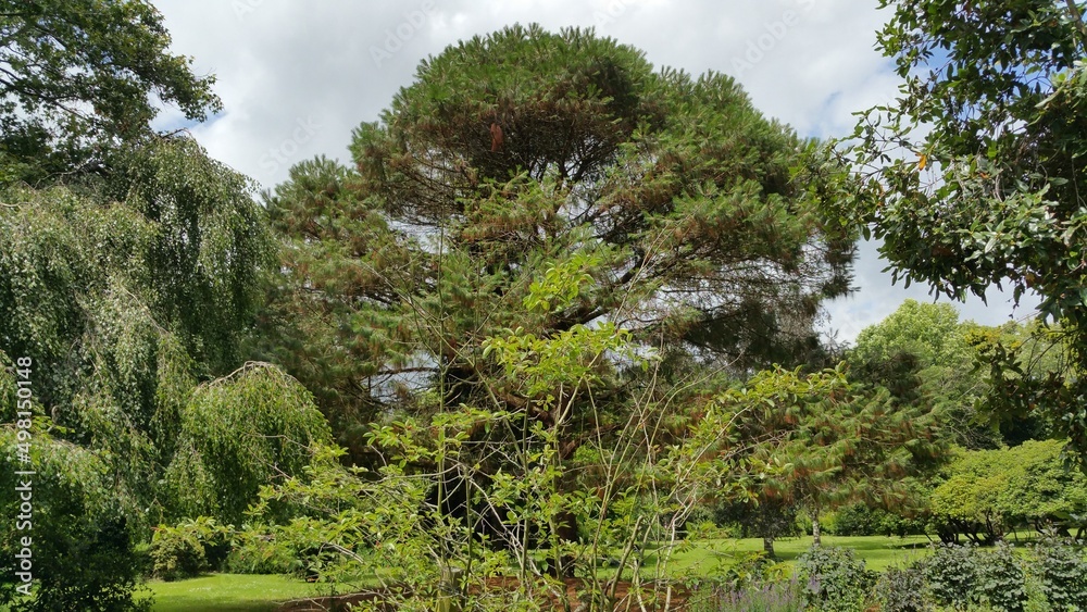 Obraz premium schöne grüne Bäume
