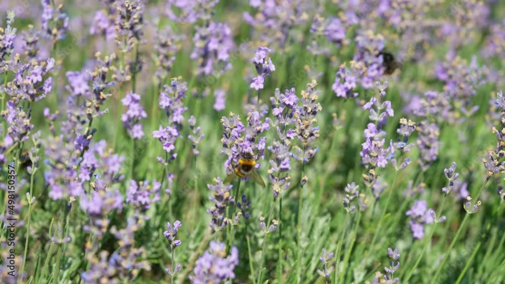 Butterflies and bees on meadow flowers swaying beautifully in the wind. pollination of plants. Summer sunny day. Slow motion 4k Butterflies and bees on meadow flowers swaying beautifully in the wind. pollination of plants. Summer sunny day. Slow motion 4k