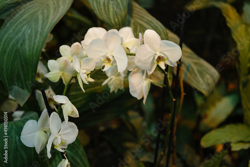 White orchid flowers bloom in the botanical garden photo