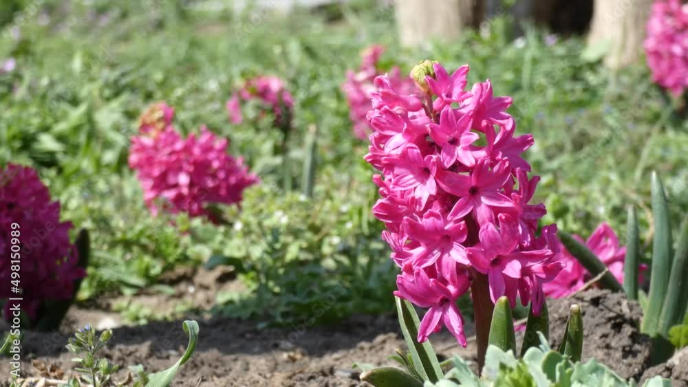 blooming dark pink hyacinths in the spring garden blooming dark pink hyacinths in the spring garden
