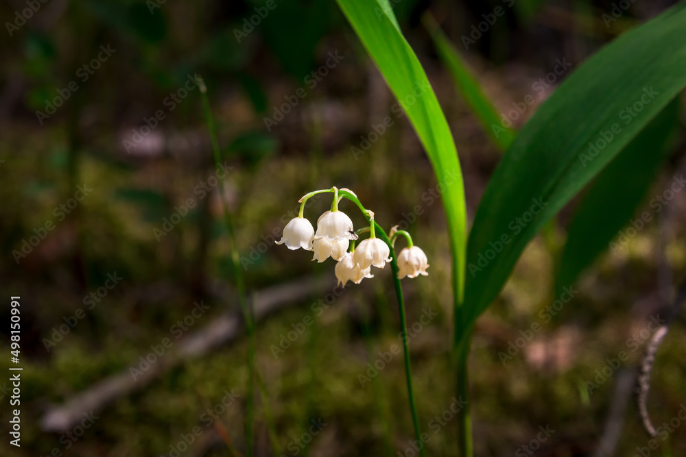 Lily of the valley flower with blurred background Lily of the valley flower with blurred background
