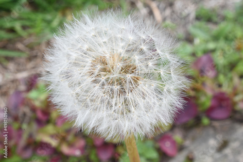 close up photo of a dandelion