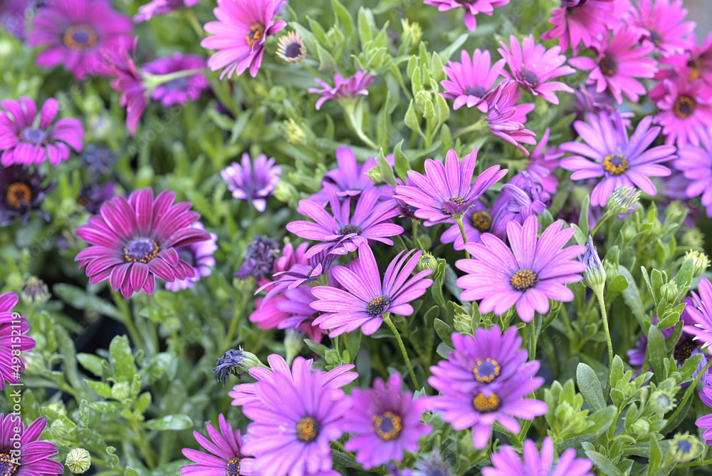 fiori
