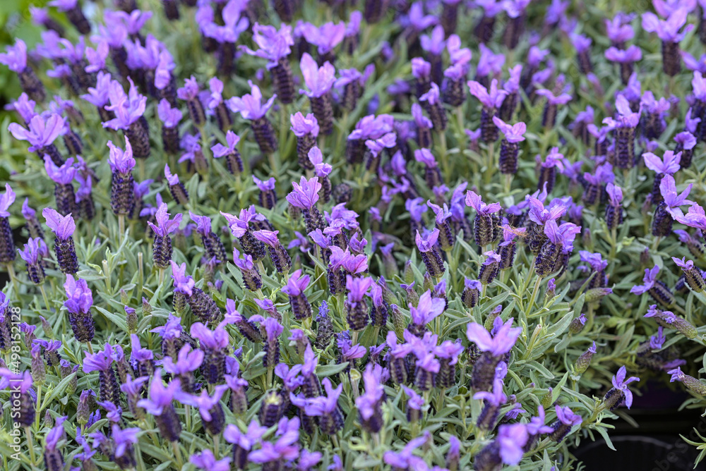 fiori fiori