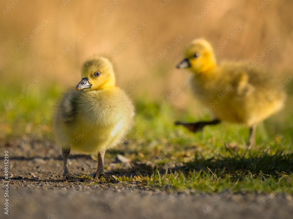 ducklings in the grass