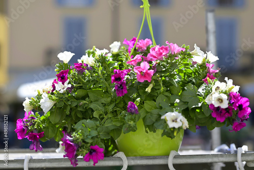 fiori