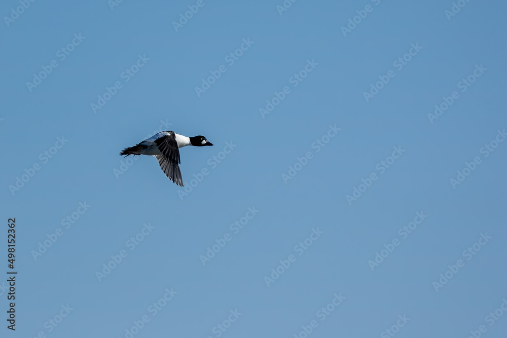 Obraz premium Male common goldeneye duck flying above a harbor in the north of Denmark at a sunny day in spring.