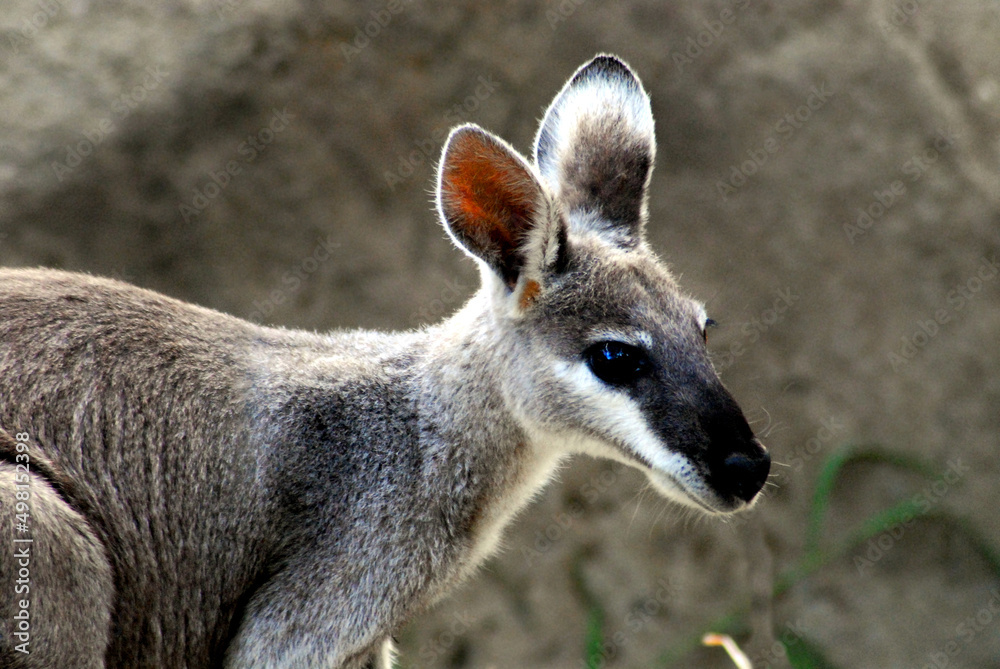 Fototapeta premium Australia- Extreme Close Up of a Cute Wild Wallaby