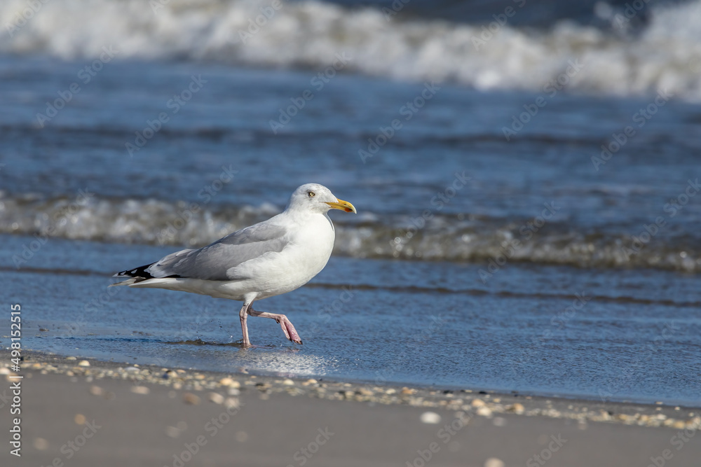 Sea gull standing in the water at a beach in the north of Denmark at a windy day in spring and drinking. Sea gull standing in the water at a beach in the north of Denmark at a windy day in spring and drinking.