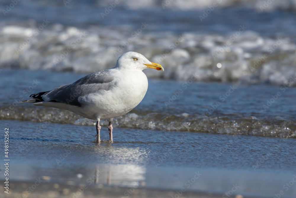 Sea gull standing in the water at a beach in the north of Denmark at a windy day in spring and drinking. Sea gull standing in the water at a beach in the north of Denmark at a windy day in spring and drinking.