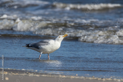 Sea gull standing in the water at a beach in the north of Denmark at a windy day in spring and drinking.