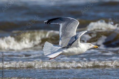 Sea gull flying along a beach in the north of Denmark at a windy day in spring. © ms_pics_and_more
