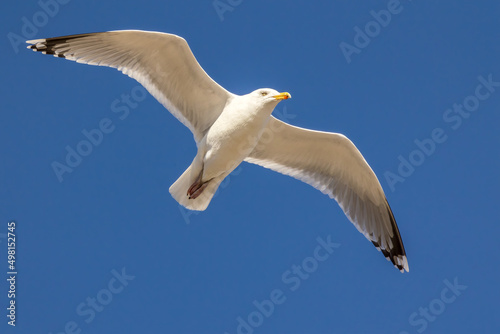 Sea gull flying above a beach in the north of Denmark at a windy day in spring with a blue sky.