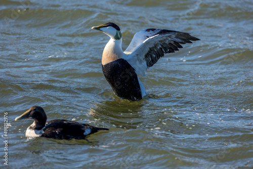 An eider duck couple swimming in the sea in the north of Denmark at a windy day in spring. photo